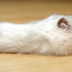 Illustration for article titled Light pollution is making your hamsters sick